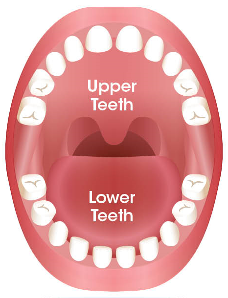 Upper and Lower teeth