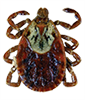 American Dog Tick - female