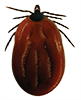 Blacklegged / Deer Tick - Engorged