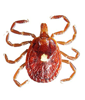 Lone Star Tick - female