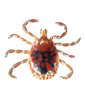 Lone Star Tick - male