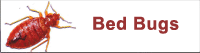 Bed Bugs