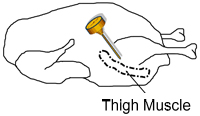 Diagram showing a turkey thigh muscle location, where the thermometer should be placed