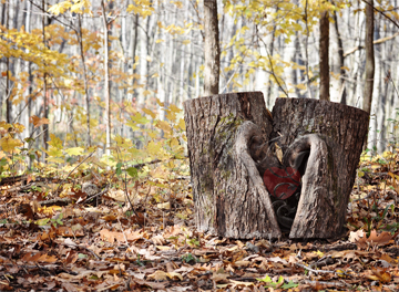 Heart of the Forest