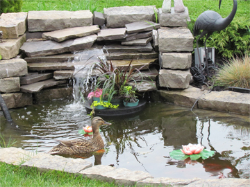 Daisy Duck Pond