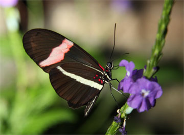 Just Hanging Around