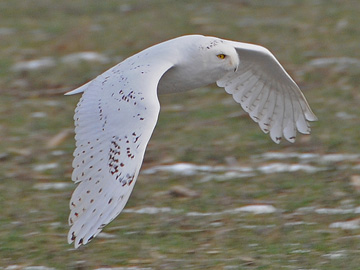 Snowy Visitor