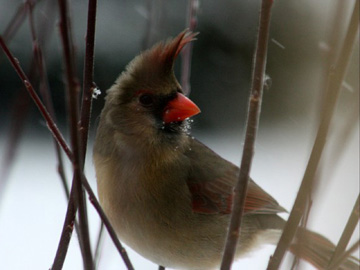 Cardinal in the Winter