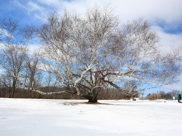 Lone Birch
