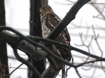 Watching and Waiting