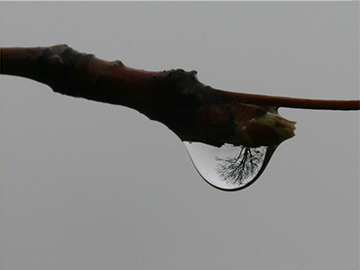 Raindrop Reflection