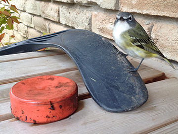 Hockey Bird