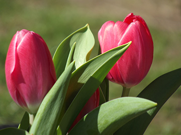 Tulip Time