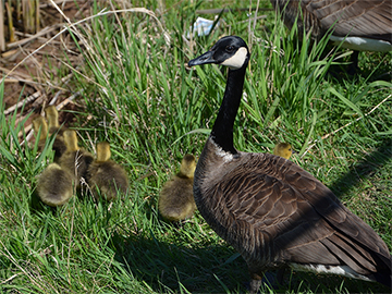 Nesting Places