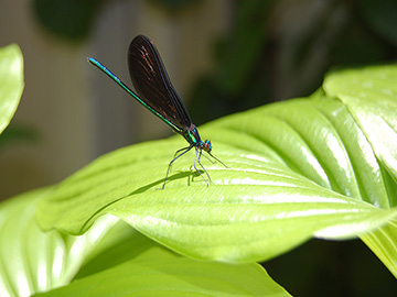 Damselfly
