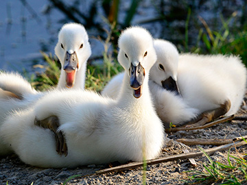 Three Baby Swans