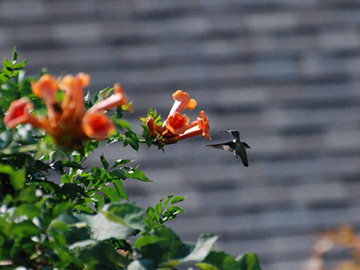 Hummingbird and Trumpet Vine