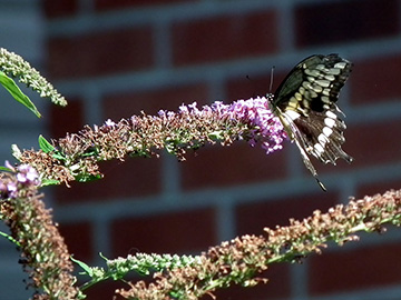 Butterfly Feeding