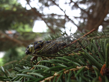 Cicada