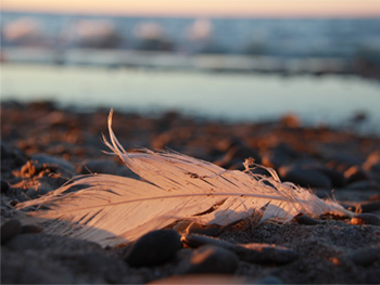 Feather