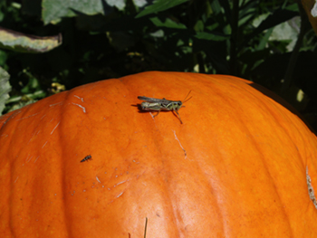 Grasshopper on a Pumpkin