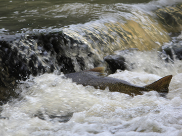 Salmon Run