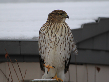 Young Cooper's Hawk