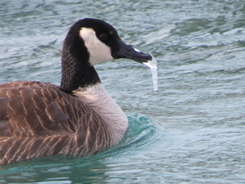 Icicle Beak
