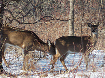 A Doe and her Fawn