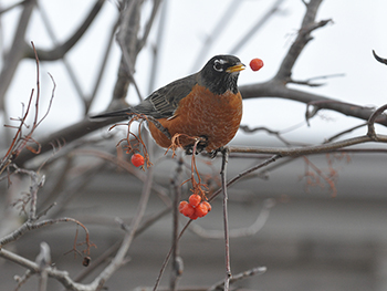 Winter Robin