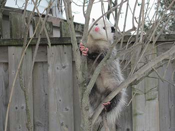 Possum in a Tree