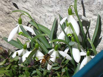 First Signs of Spring