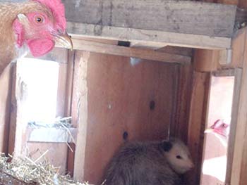 Lost Possum