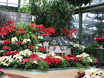 Little House in the Poinsettias