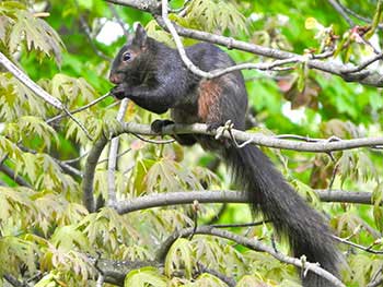 The Early Squirrel gets the Seed