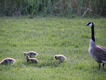 Geese in the Park
