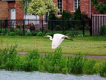 Great Egret in Flight