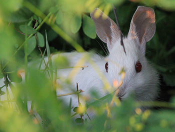 Rabbit in the Brush
