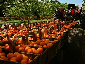 Fresh Apricots
