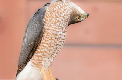 A Cooper's Hawk stands on its feet with its head flipped upside down