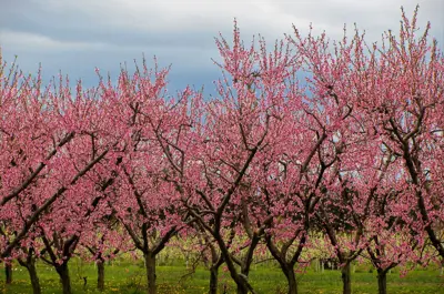 A row of trees covered in pink blossoms