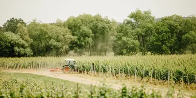 A tractor driving in a green vineyard during the spring and summer season