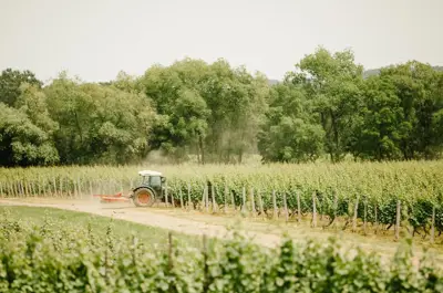 A tractor driving in a green vineyard during the spring and summer season