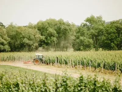 A tractor driving in a green vineyard during the spring and summer season