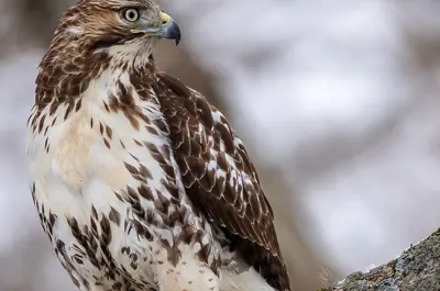 A juvenile red-tailed hawk stares off into the distance. Its plumage is a mixture of brown and white.