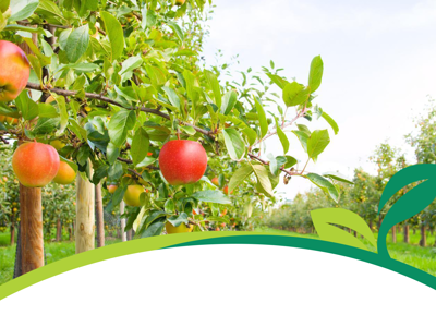 apple orchard