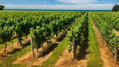 winery