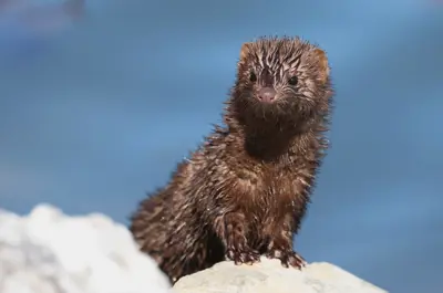 An American mink stares out over the Niagara shoreline, where it is is perched on a rock. It is wet and its fur is sticking out all over.